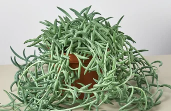 String of Hooks (Crassula muscosa) : The Unique Succulent for Modern Indoor Gardens
