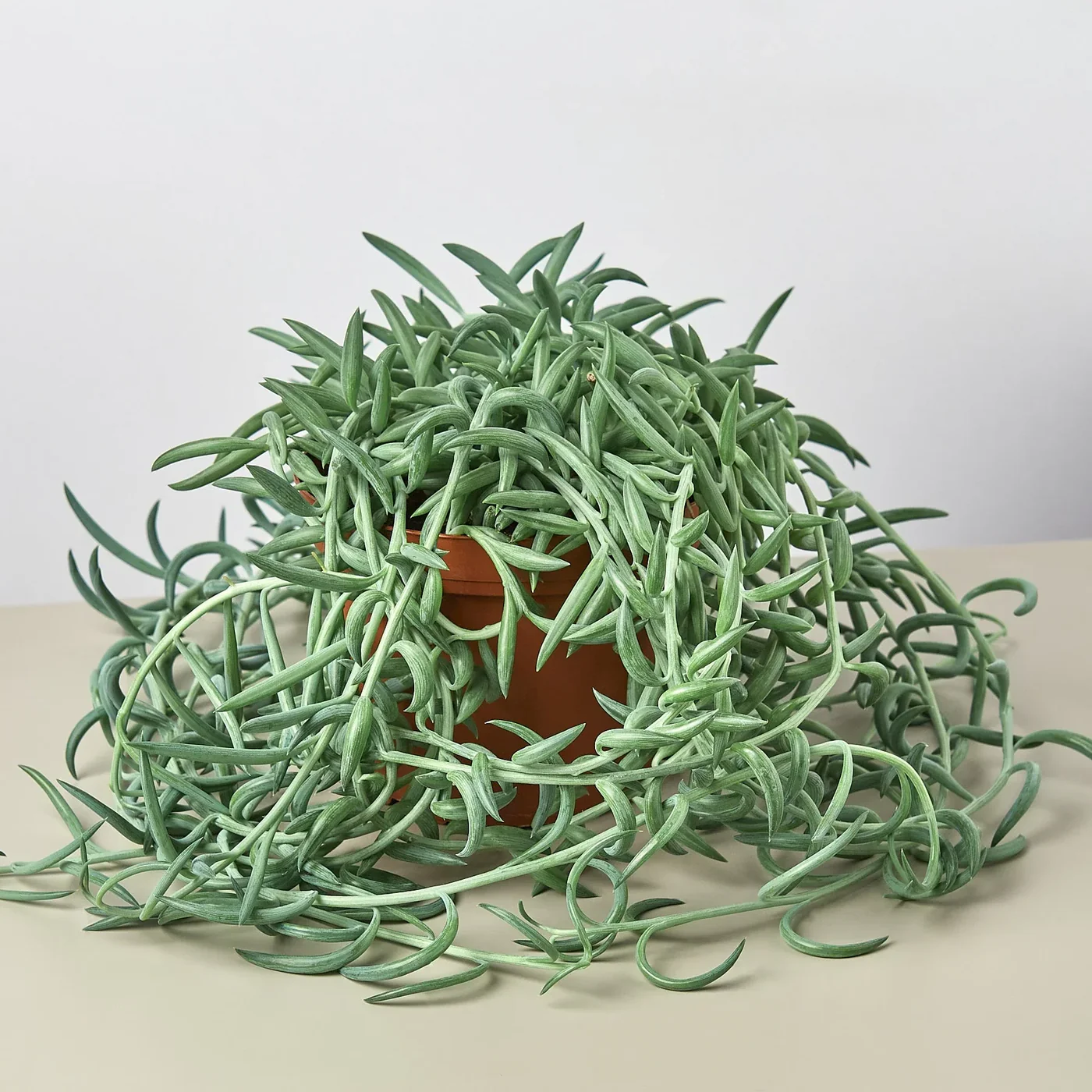 String of Hooks (Crassula muscosa) : The Unique Succulent for Modern Indoor Gardens
