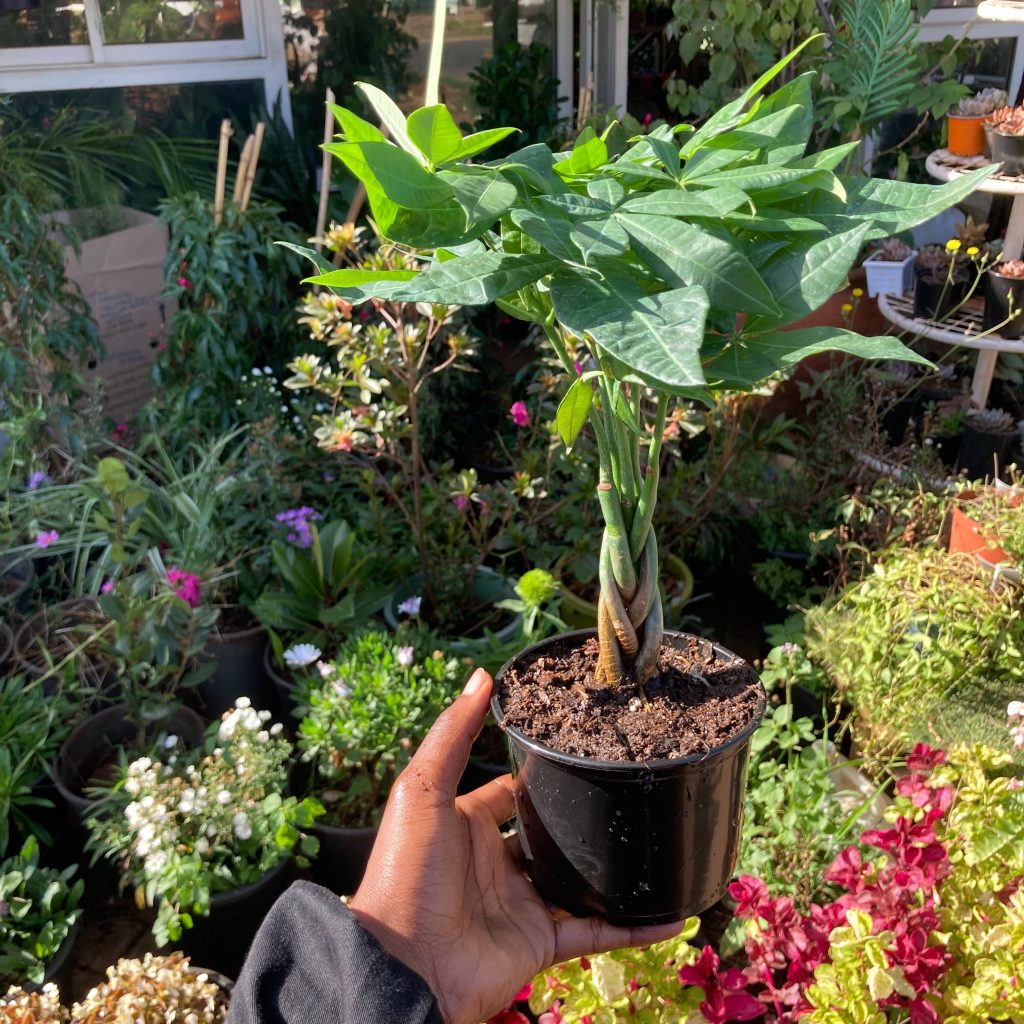 braided-money-tree-Kenya