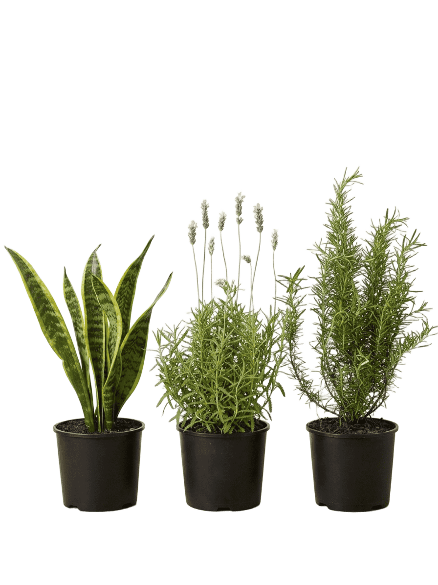 natural mosquito repellent plants
