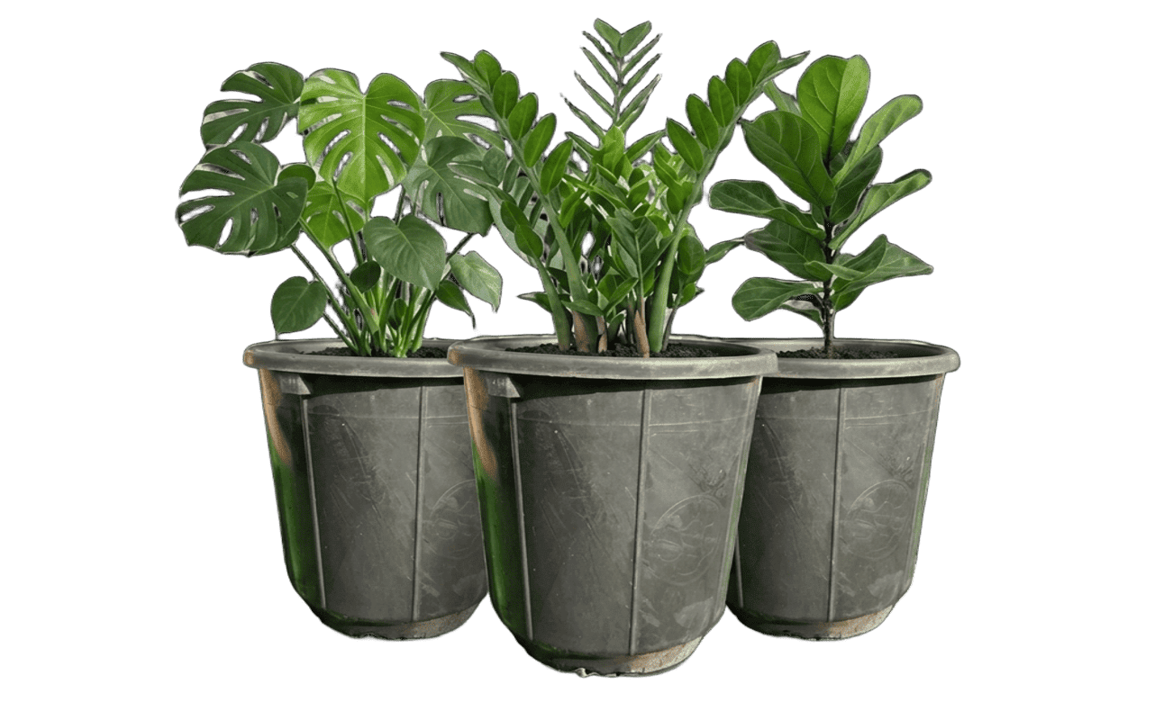 popular indoor houseplant bundle