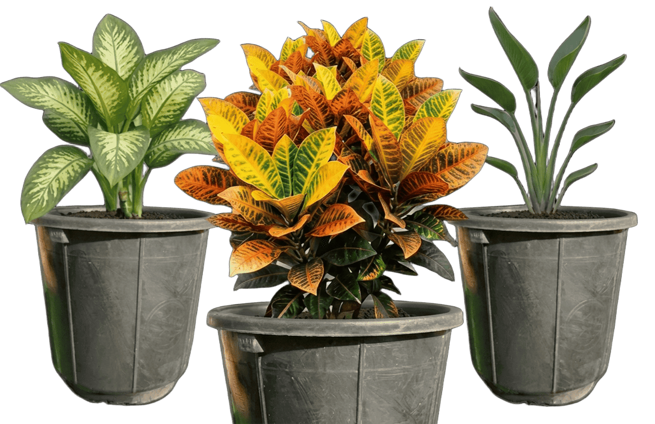 colorful indoor foliage plant collection