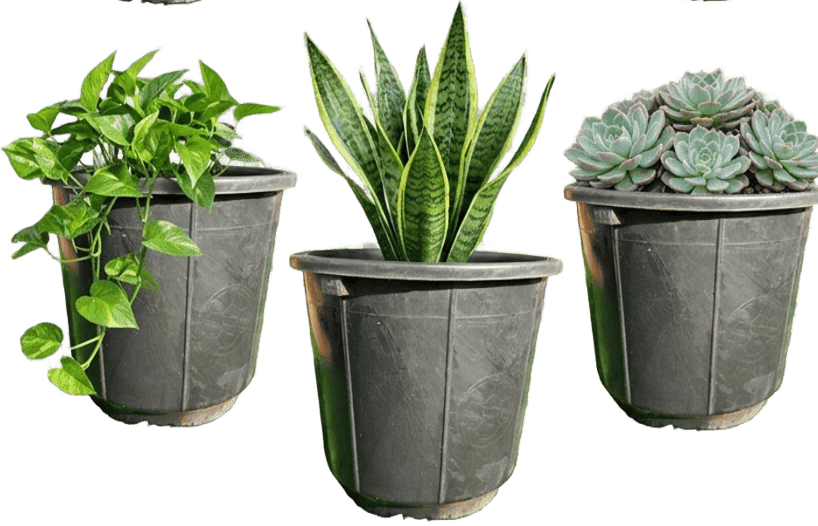unkillable indoor plant bundle